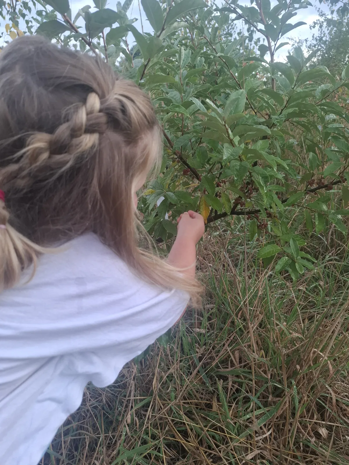 Voedselbos Klein Groenrijk