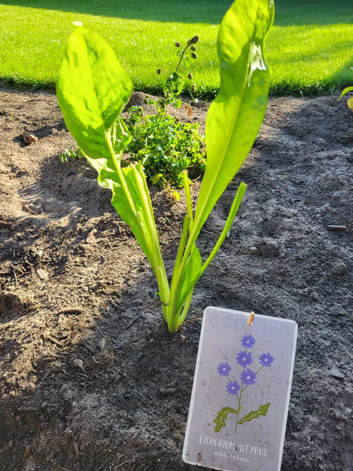 Gezonde planten voor een bosboerderij in Drunen