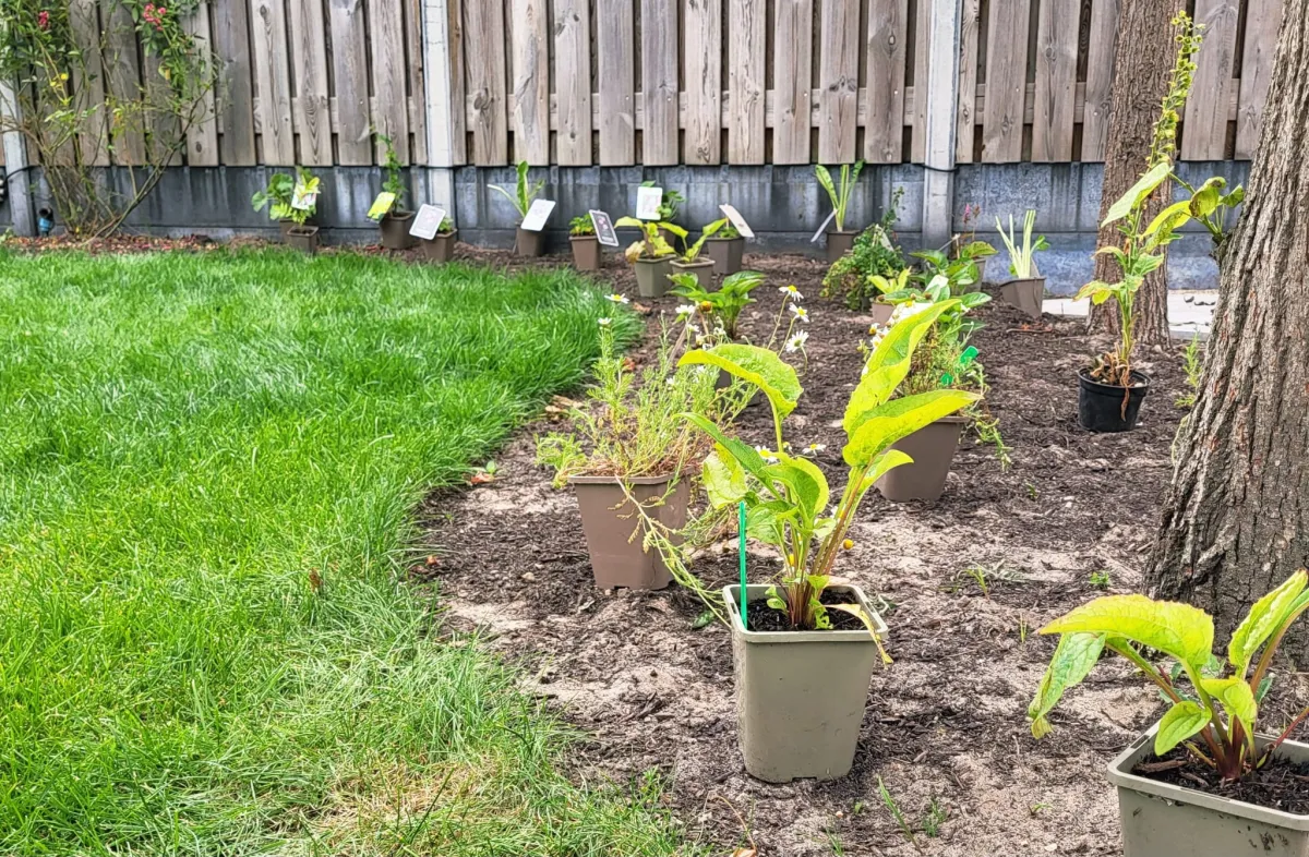 Gezonde planten voor een bosboerderij in Drunen