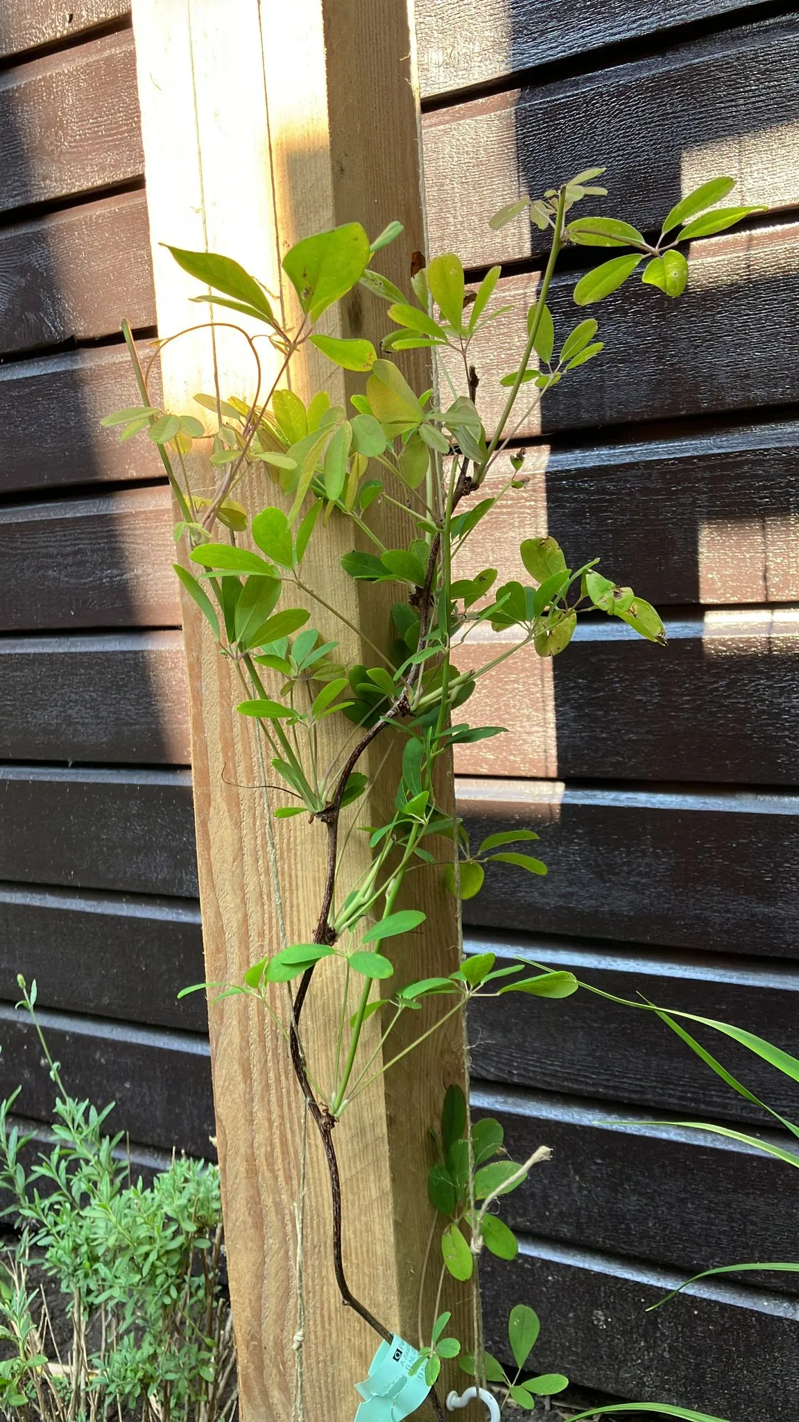 Eetbare patiotuin in Amsterdam