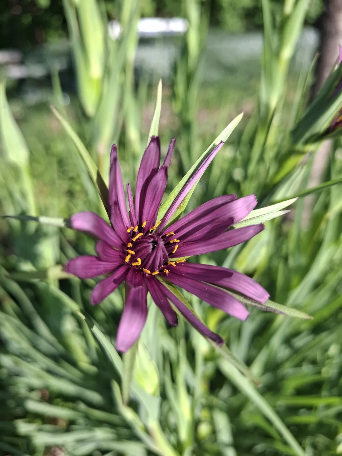 Pluktuin Klein Groenrijk