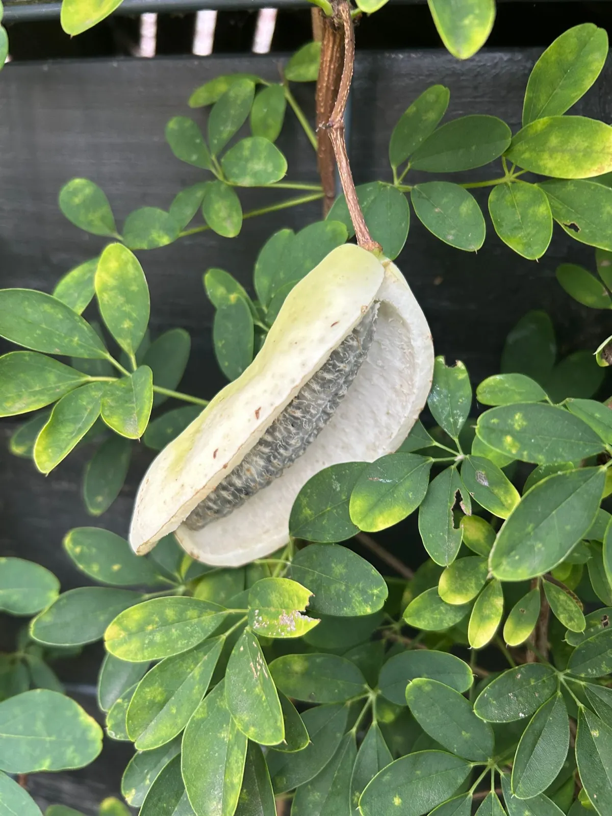 Eetbare siertuin in Amsterdam