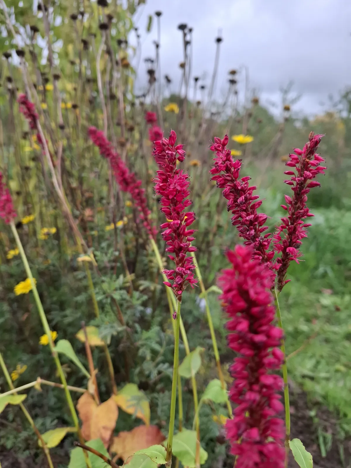 Pluktuin Klein Groenrijk