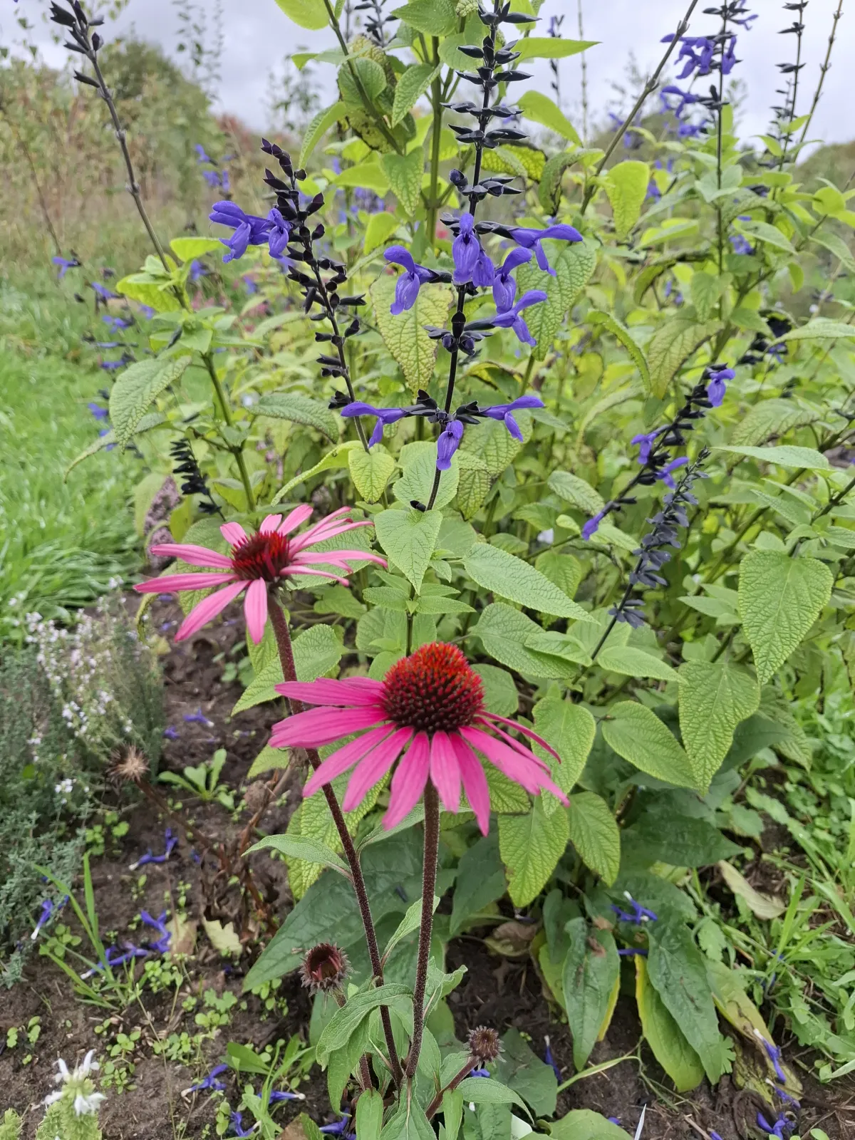 De eetbare siertuin: mooi en eetbaar gecombineerd