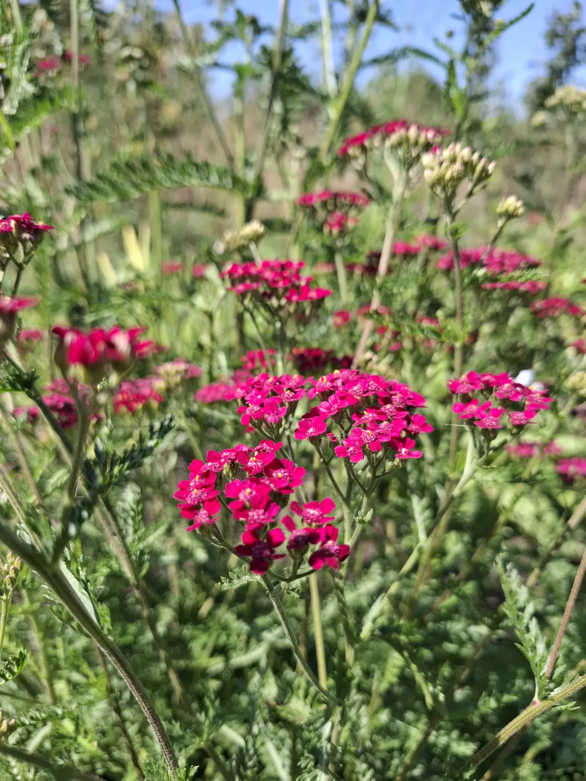 De eetbare siertuin: mooi en eetbaar gecombineerd